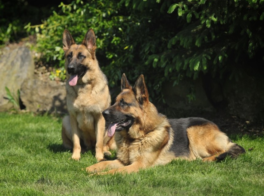 Cleveland German Shepherds Intro