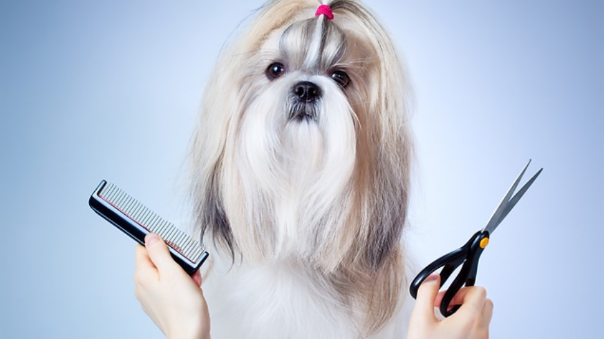 Why Pets Need to Be Groomed
