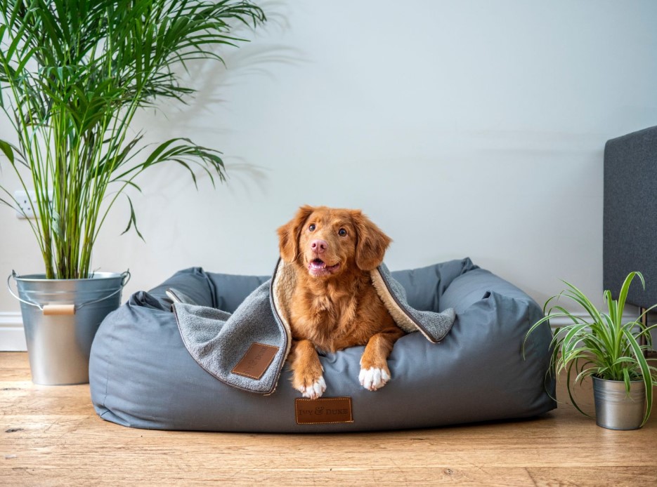 Premium Dog Lodging: Ensuring Pet's Comfort and Happiness