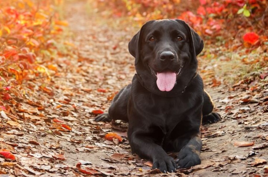 What To Expect From Labradors A Guide for Prospective Lab Owners