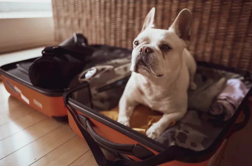 Pet Travel: A Comprehensive Guide for Happy Journeys